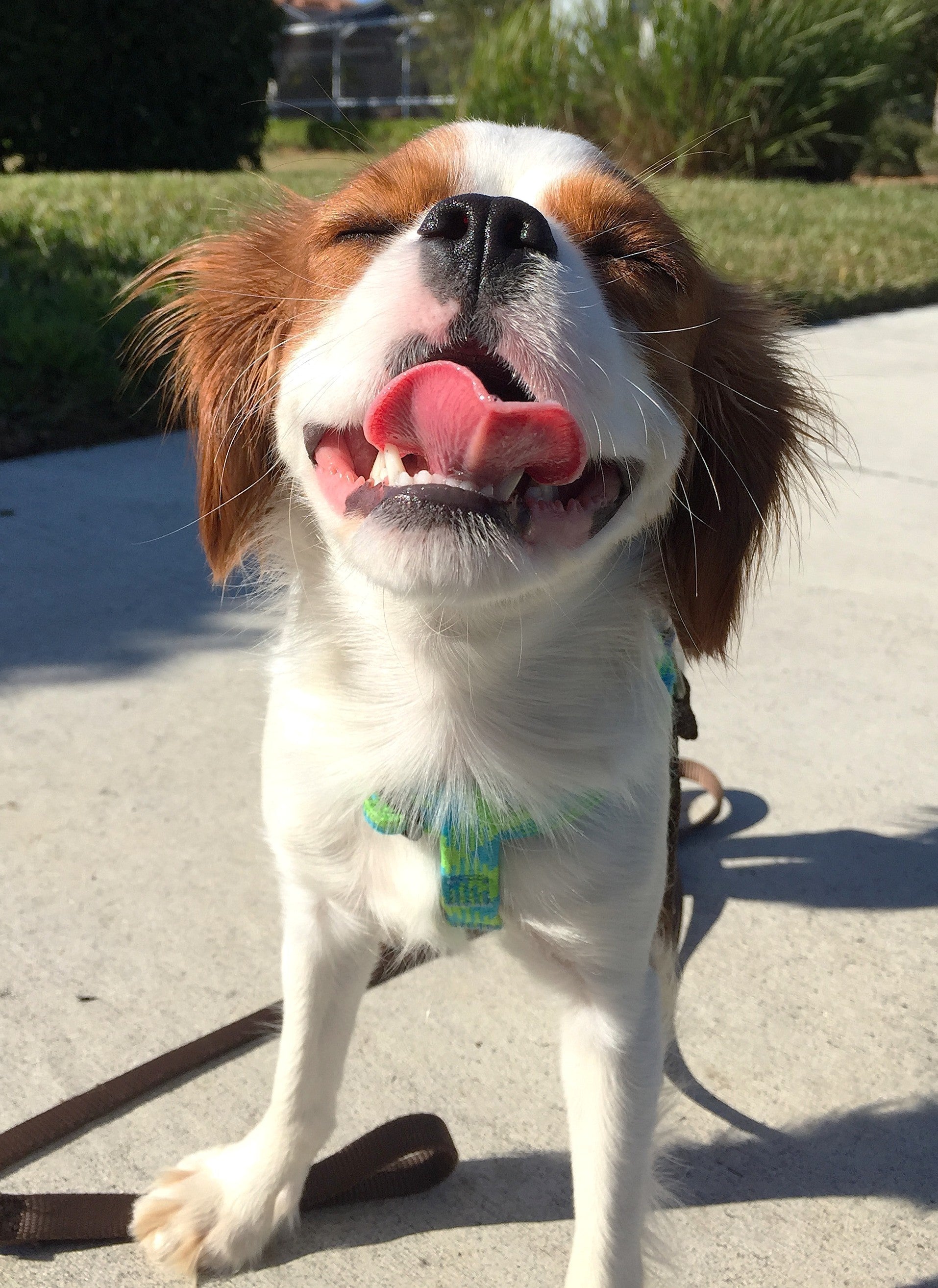 All About Kisses