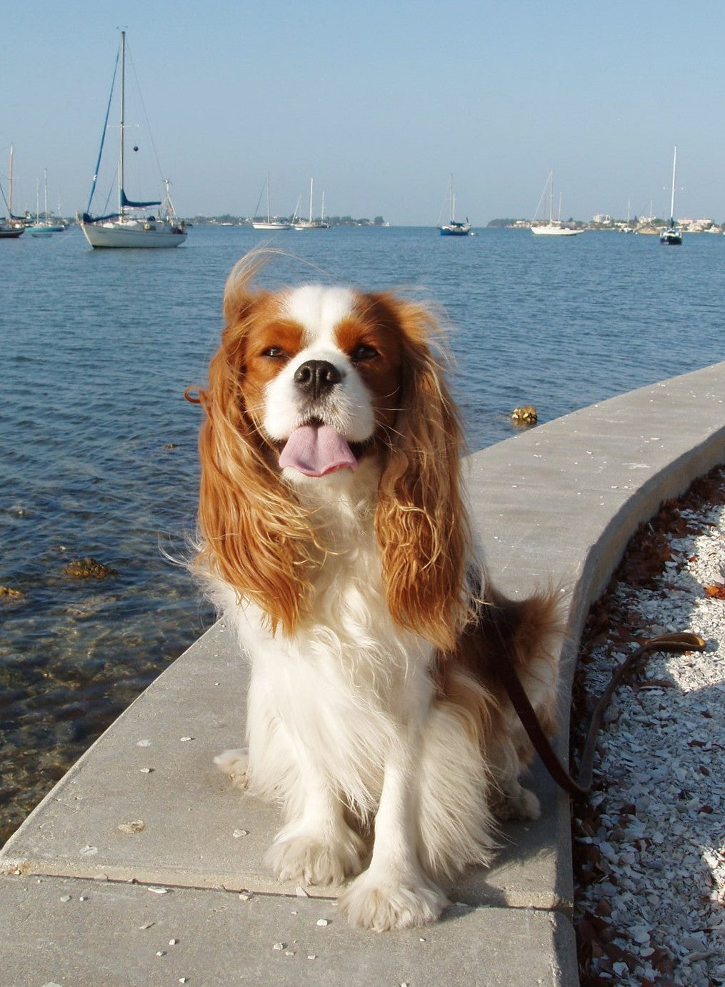 Being Well - Doggie Style