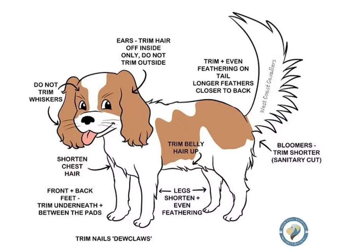 How Should a Cavalier be Groomed?