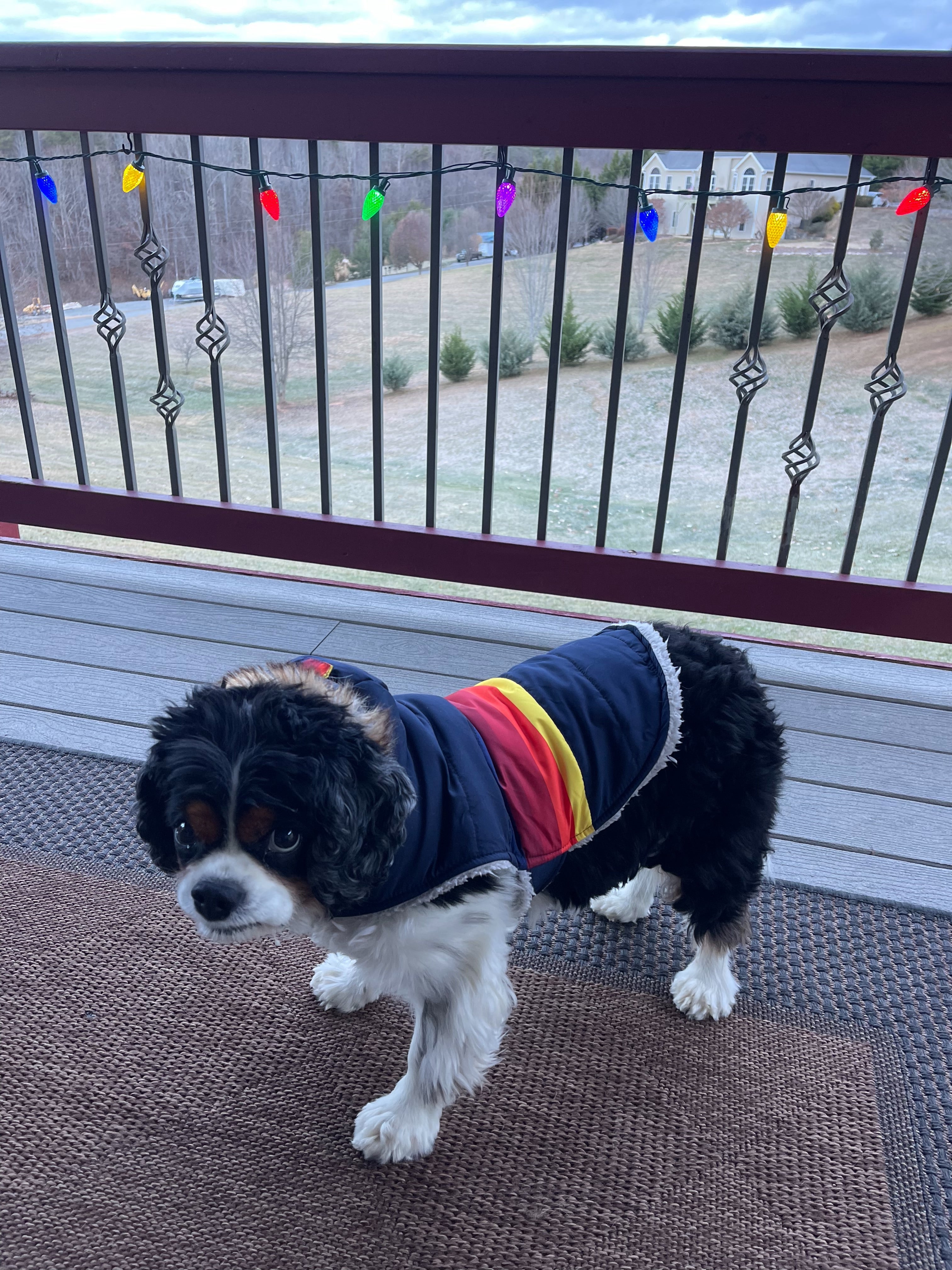 Is My Dog Colorblind?