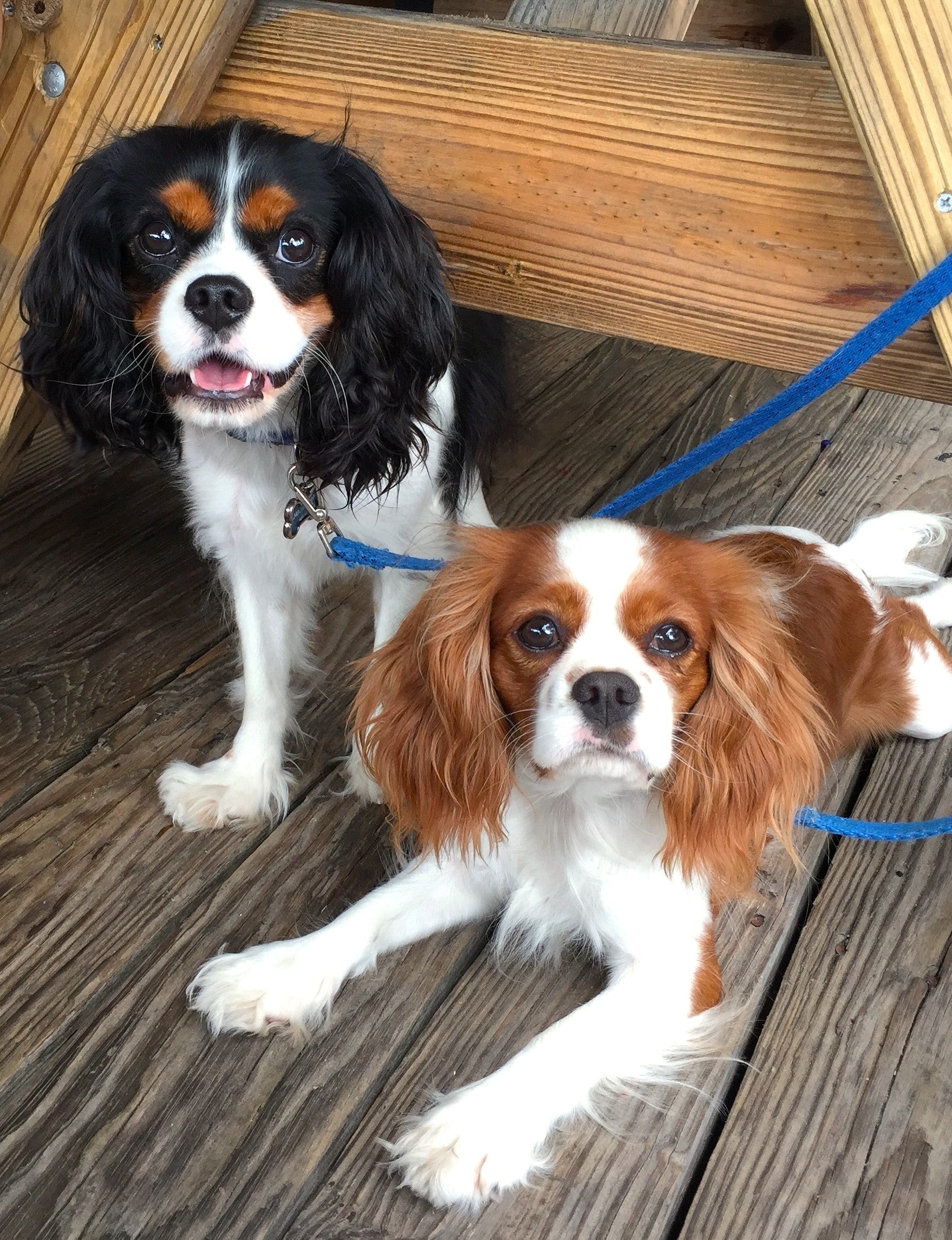 What every Dog Mom or Dad needs to think about - Please, a must read!