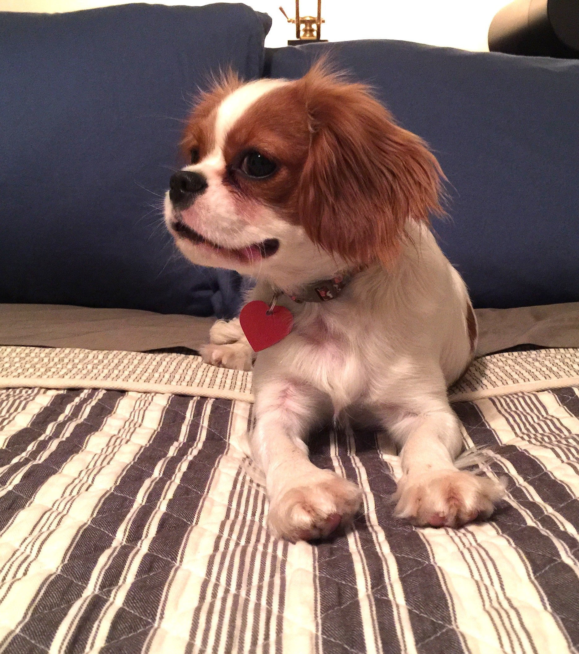 If you live alone with your pups . . . Please read this
